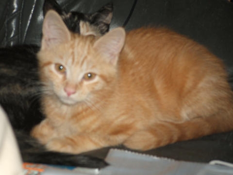 Kitten 0529.jpg